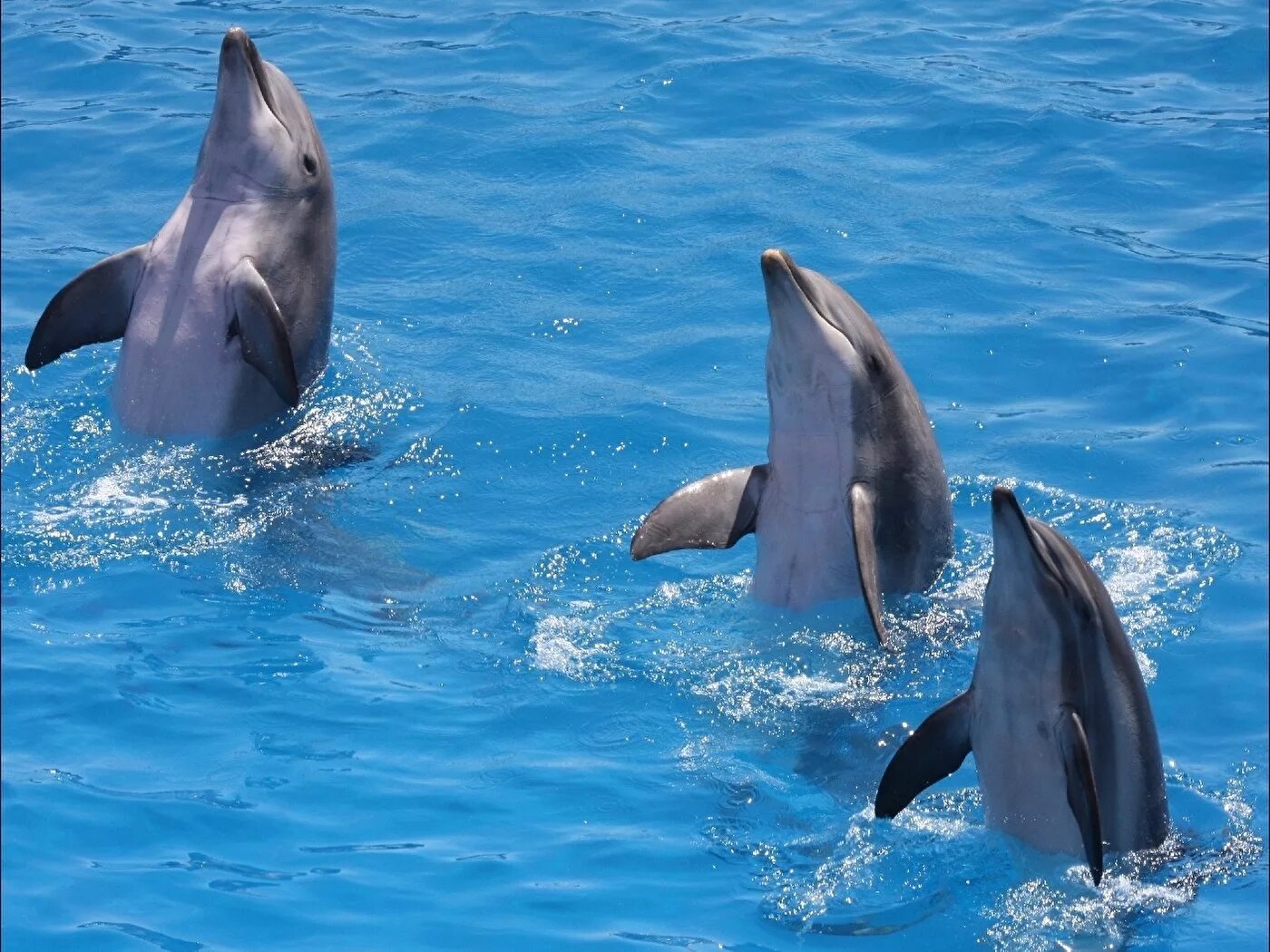 Дельфины люди моря. Дельфины в море. Дельфины люди моря. 75x75. Дельфин афалина черноморская.