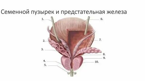 Предстательная железа что такое фиброз