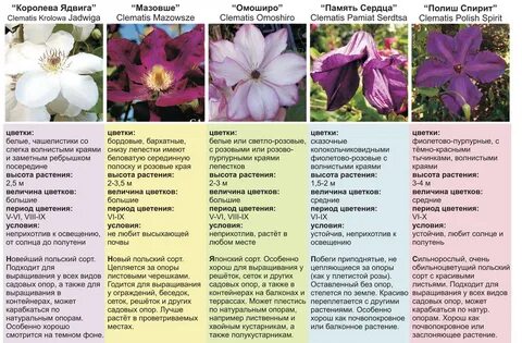 Что любит клематис чем подкормить