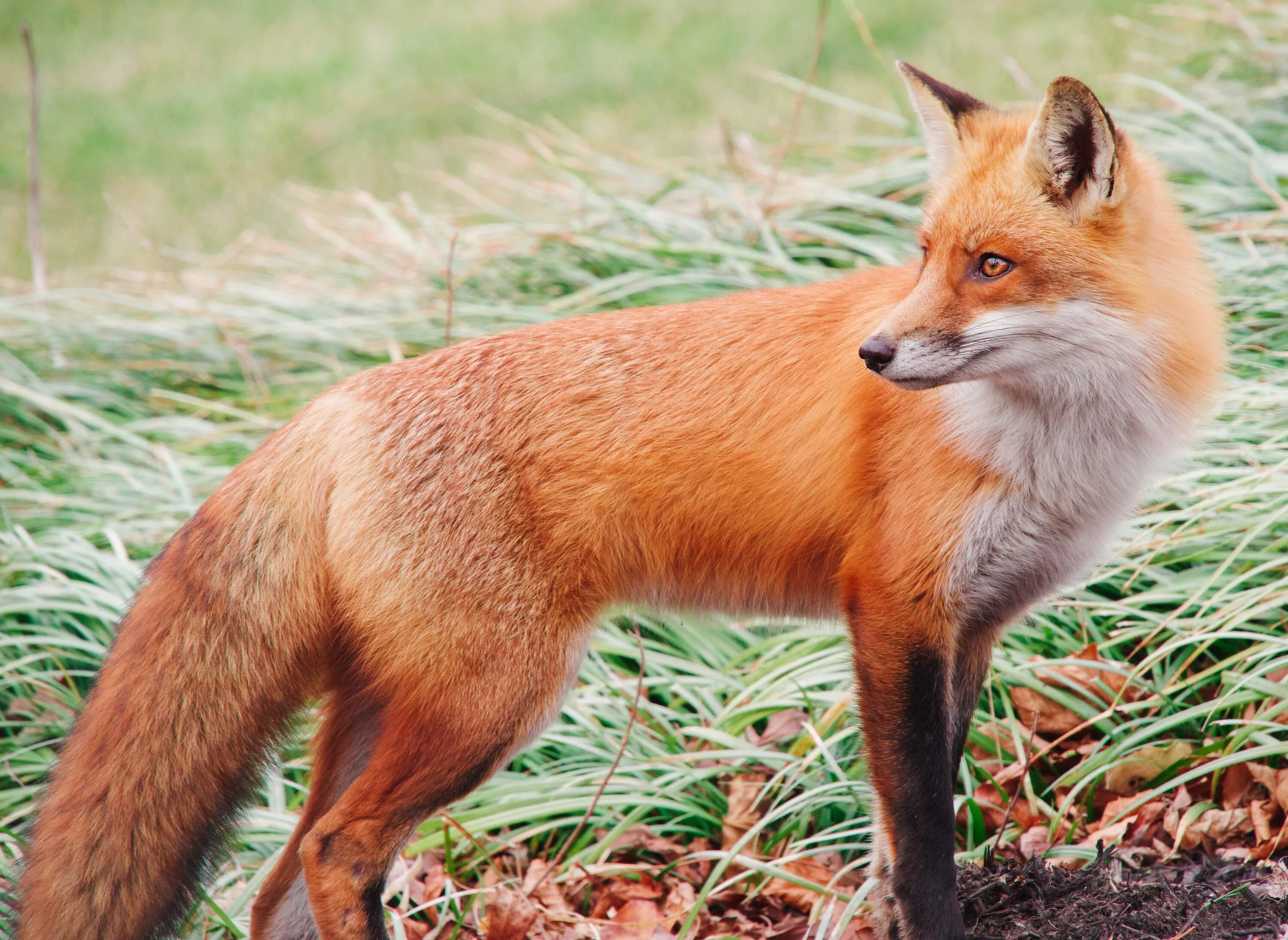 Рыжая fox. Лиса. Рыжая лиса. Обыкновенная лисица. Огненная лиса.