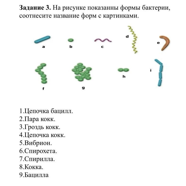 Название бактерий список 5 класс. Формы бактерий 9 класс биология. формы бактерий 5 класс биология. формы бактерий пятый класс. формы бактерий 4 класс.