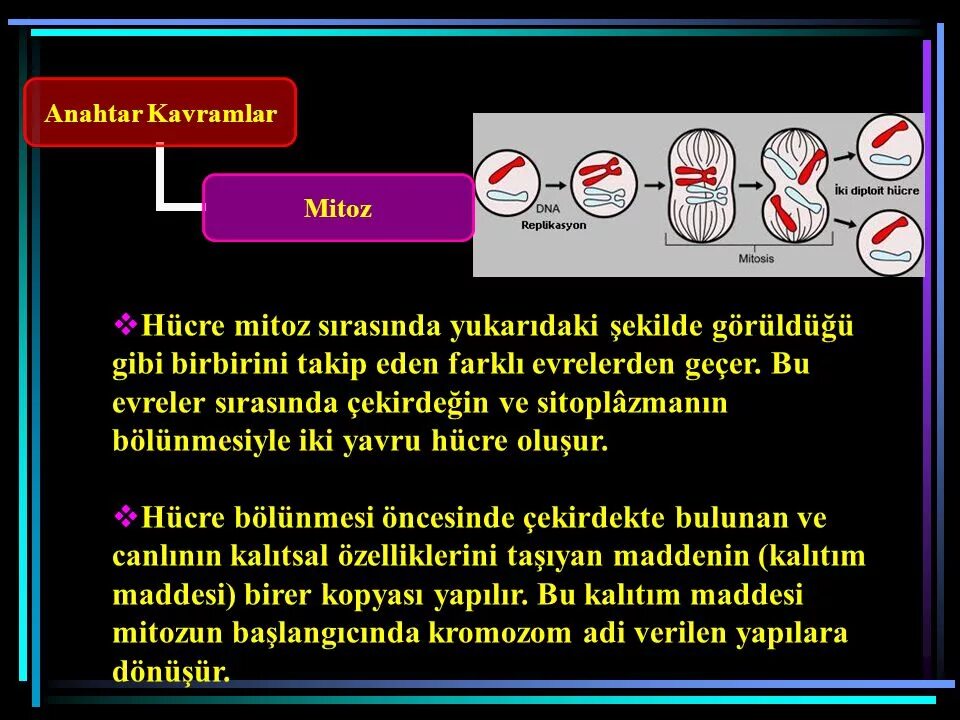 Найдите ошибки в тексте митоз. Найдите ошибки в тексте митоз