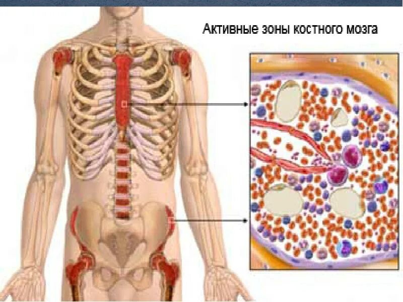 Костный мозг где находится. Место расположения красного костного мозга. Расположение костного мозга у человека. Костный мозг расположение в организме.