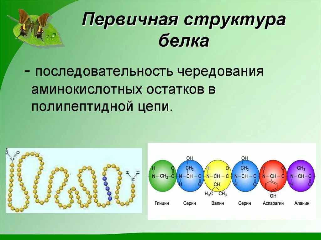Опишите строение белков. Опишите строение белков
