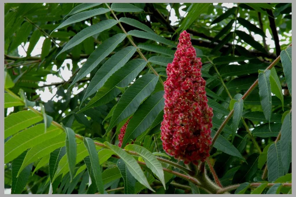 Сумах пушистый оленерогий. Сумах оленерогий листья. Дерево похожее на каштан. Сумах уксусное дерево. Сумах оленерогий плоды.