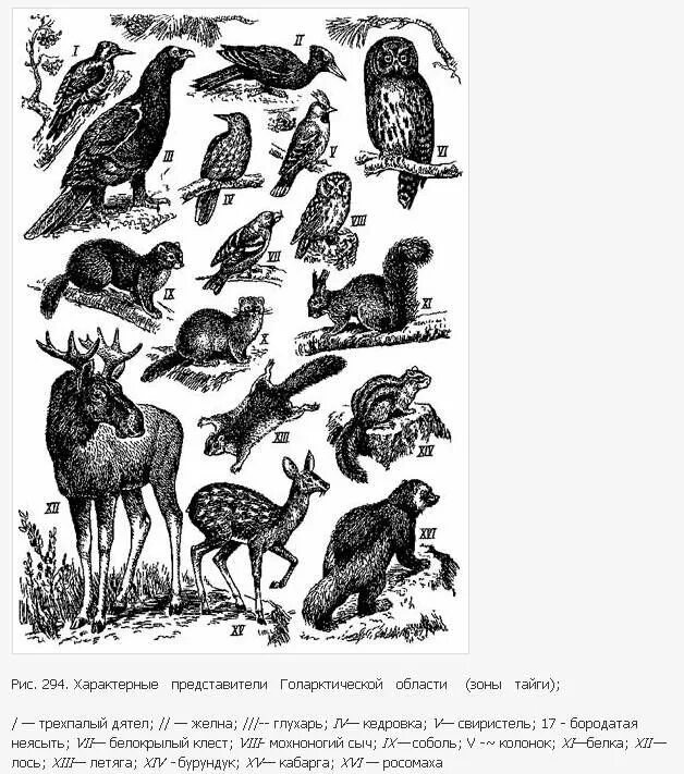 Фауна рисунок. Мир животных. Обитатели голарктической области. Представители фауны тайги.
