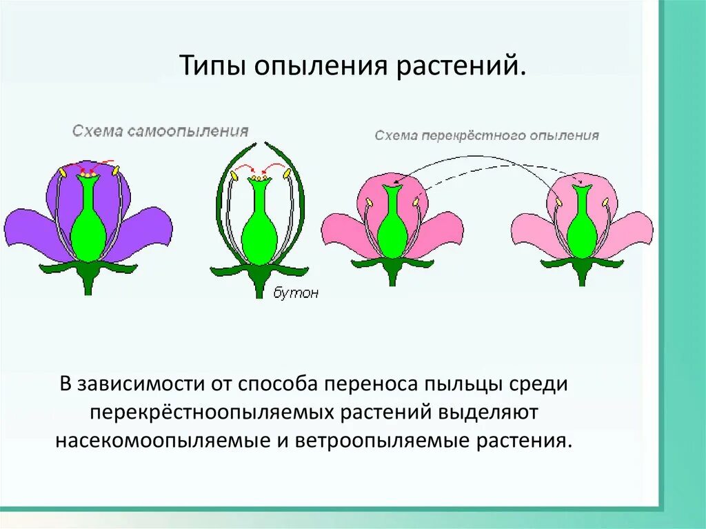 Какой процесс следует за опылением. Схема опыления цветковых растений. Типы опыления покрытосеменных растений. Схема опыления покрытосеменных растений. Процесс опыления схема.