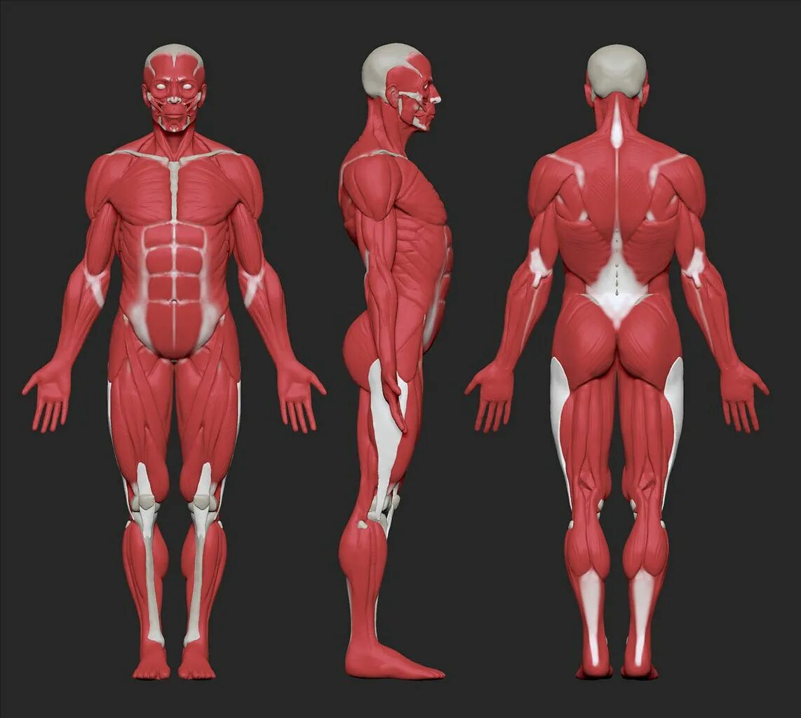 Мышцы картинка. Мышцы туловища человека анатомия. Скелетные мышцы анатомия. Анатомия человека мишц. Мышечный каркас человека.