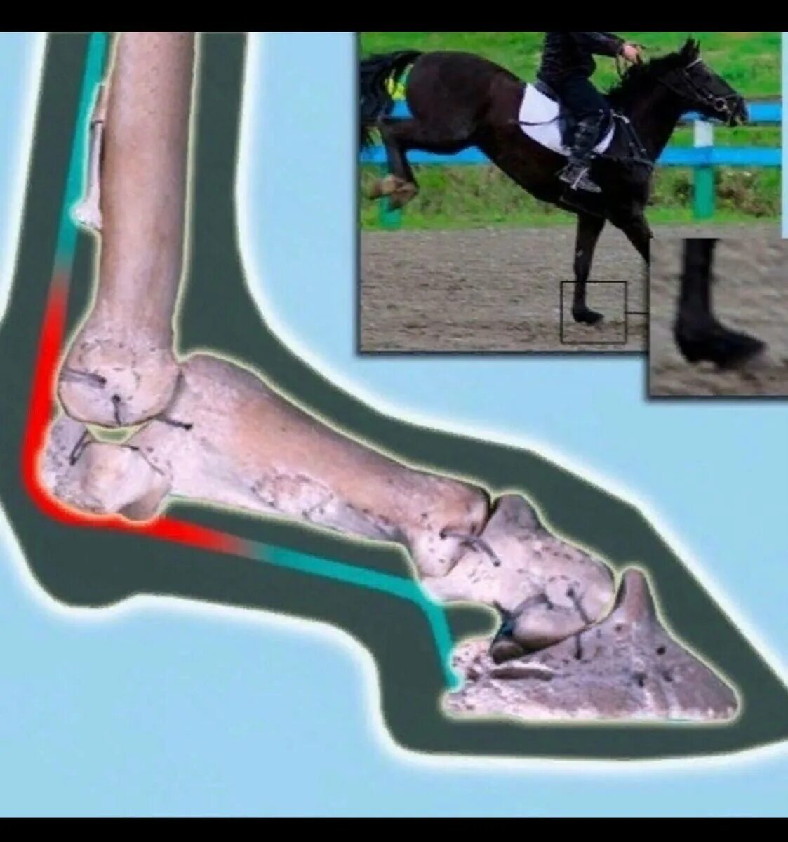 Сухожилие животных. Перелом путовой кости у лошади. Лошадь перелом берцовой кости. Контрактура путового сустава у лошадей. Перелом копытной кости у лошадей.