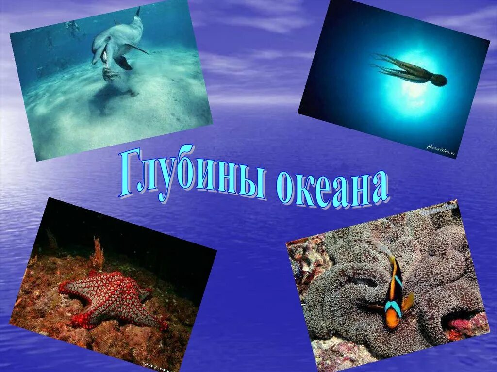 Морские глубины и их обитатели. Исследование глубин океана. Глубины океана и их обитатели. Жизнь в океане.