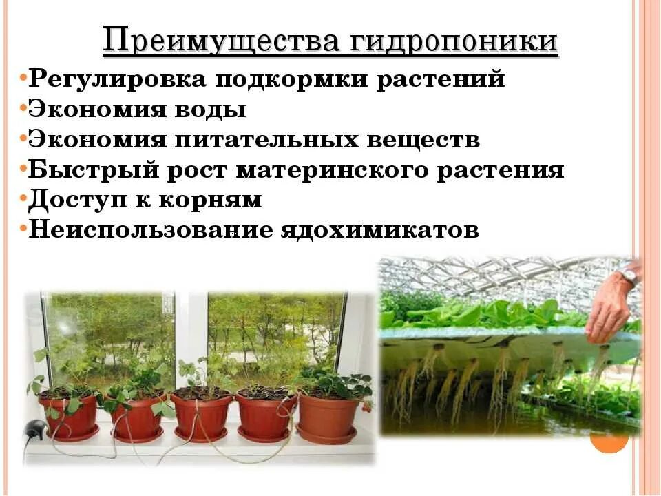 Практическая работа технологии выращивания растений. Растения без почвы. Преимущества гидропоники. Преимущества и недостатки гидропоники. Методы выращивания растений.