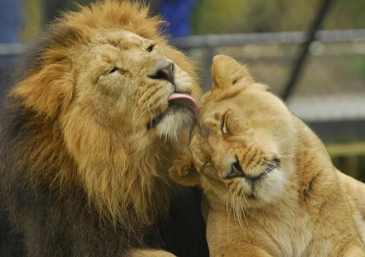 Pin by Molly Downs on Lions Wild animals pictures, Animals wild, Lion wallpaper
