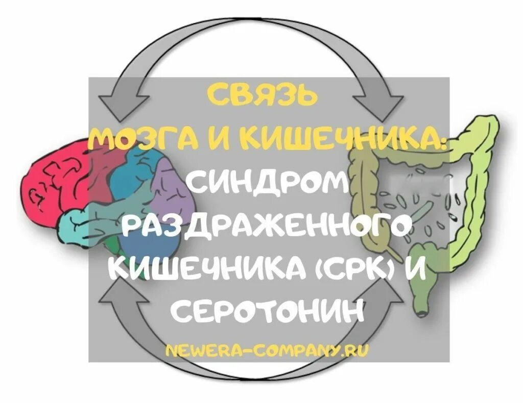 Ось кишечный мозг микробиота. Кишечник и мозг. Ось микробиота-кишечник-головной мозг. Микробиота второй мозг. Кишечник и мозг.