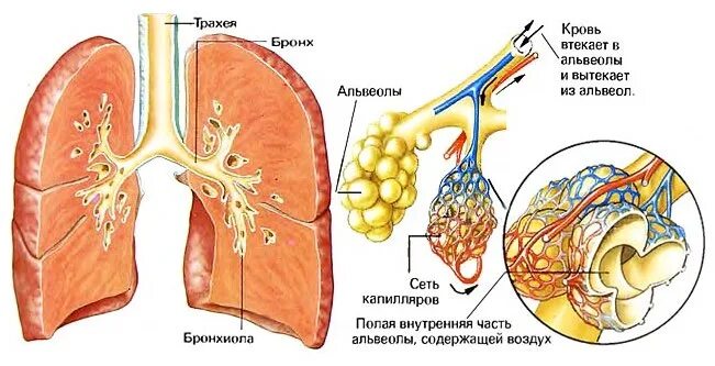 Строение трахеи 8 класс. Мелкие бронхи. Строение легких бронхи. Анатомия человека легкие и бронхи. Строение легких ацинус.