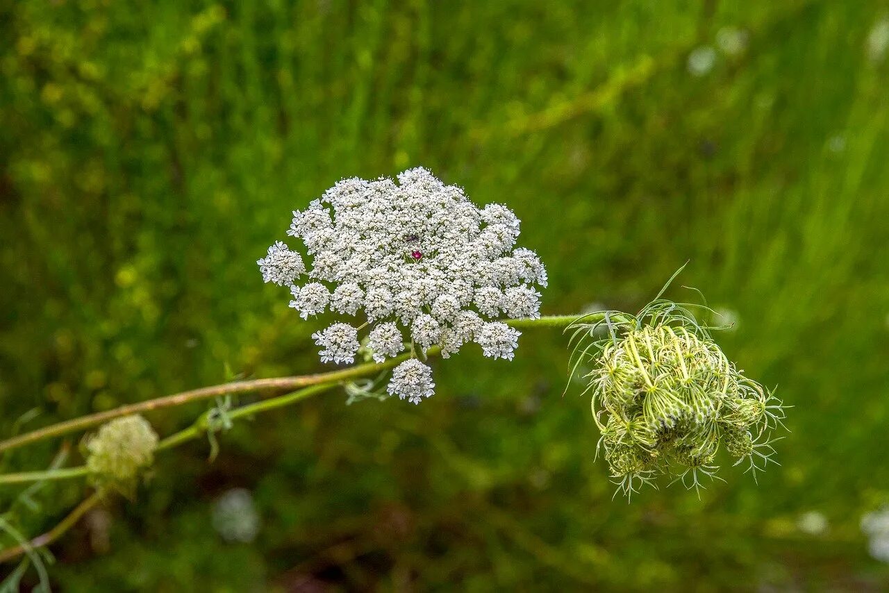 Daucus Carota Sativa (Carrot) Seed Oil Mojave Desert Skin Shield