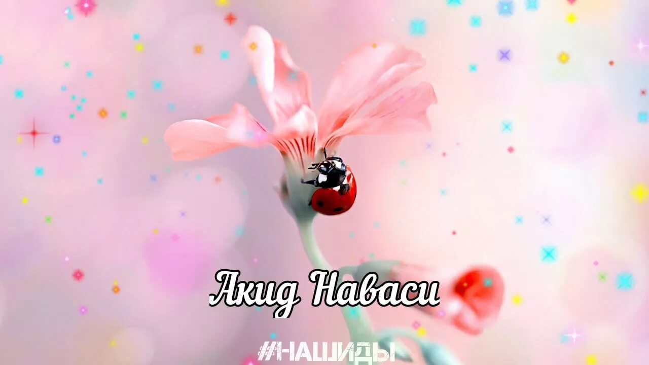 Нашид наваси. Нашид акид наваси текст. Нашид наваси. Нашид акид наваси текст. Нашид текст на арабском.