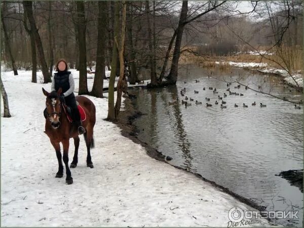 Аллея кск. Конный двор Яуза. Конный двор Измайлово. Конный двор Кузьминки. Конный двор в Кузьминках хроники.