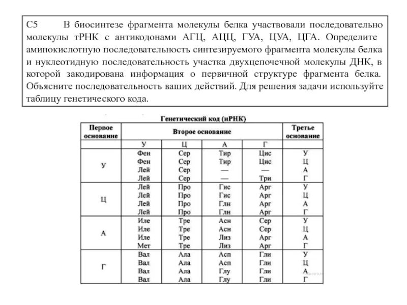 Задачи на белок биология. Биосинтез белка ЕГЭ биология таблица. Таблица Биосинтез белка ЕГЭ. Задачи по биологии на Биосинтез белка. Задачи на Биосинтез белка с ТРНК.