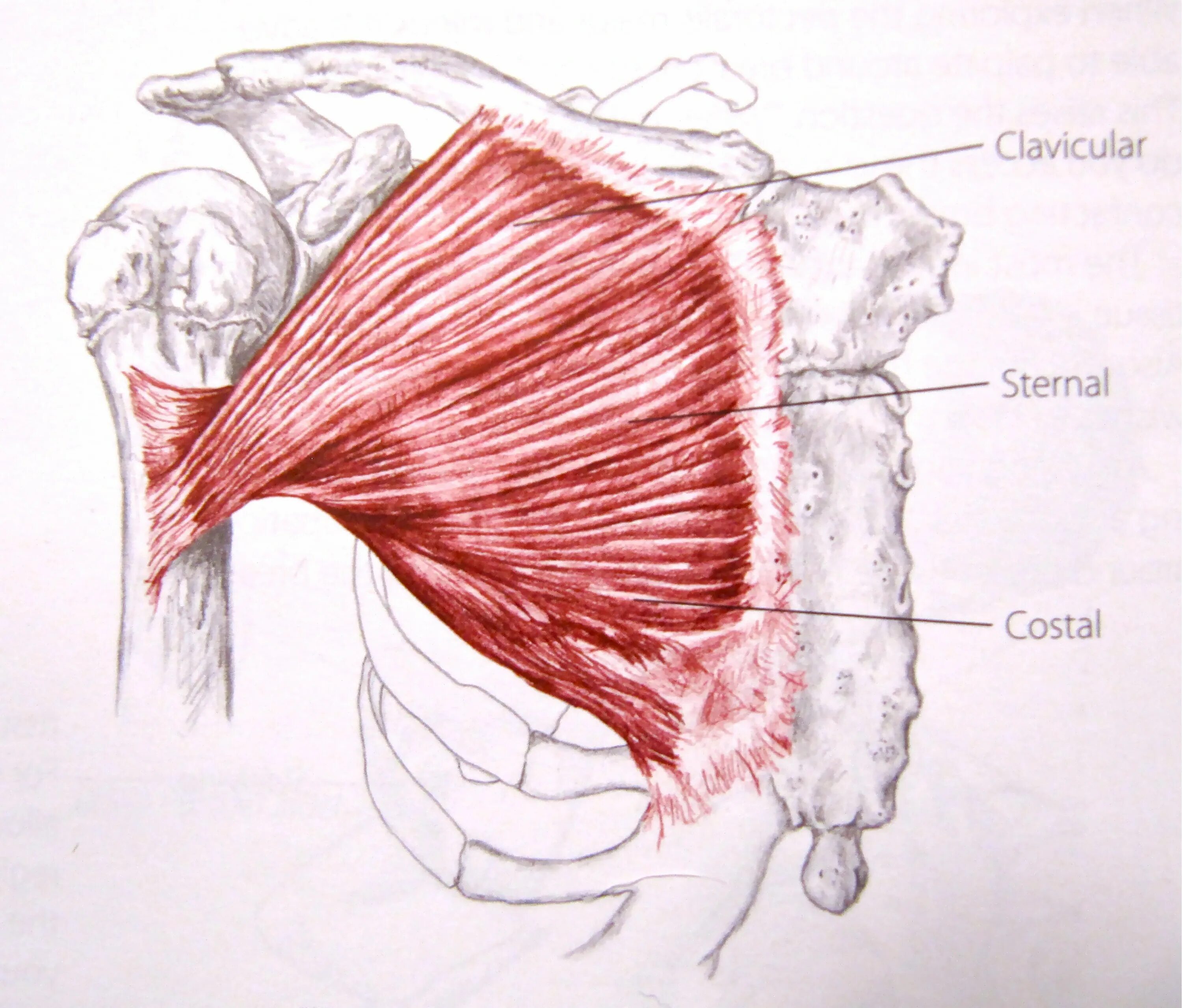 Большая грудная мышца m. pectoralis Major. Pectoralis Major анатомия. Pectoralis Major мышца. M pectoralis Major прикрепление.