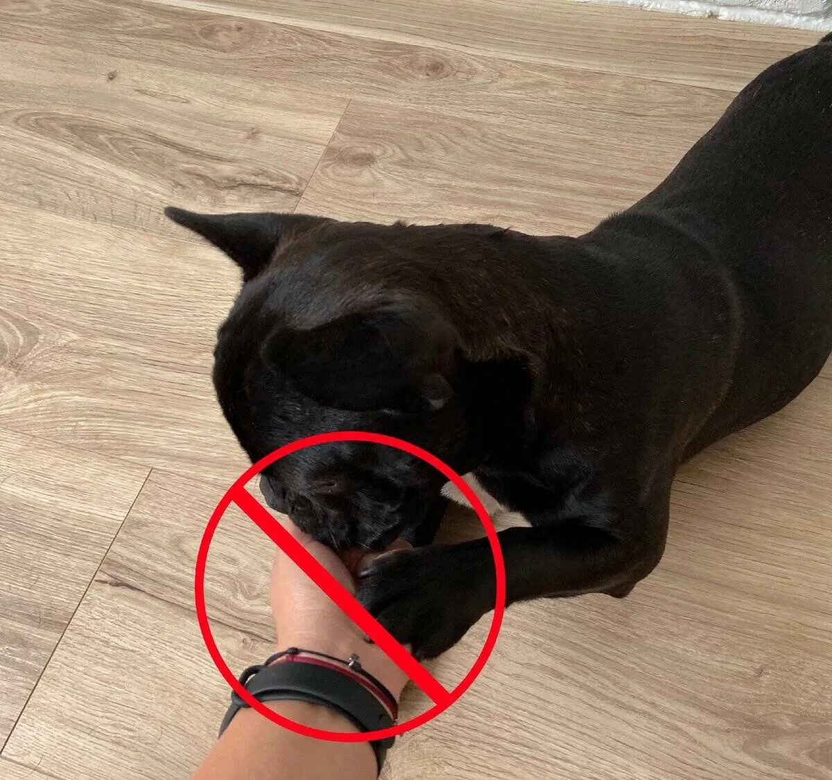 Собака отворачивает голову. Как отучить собаку кусаться. Как отучить щенка кусаться за ноги. Почему щенок кусает ноги хозяина. Почему щенок кусает ноги хозяина.