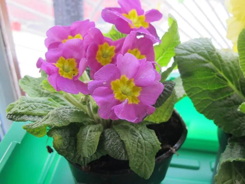 Free Images : petal, yellow, close, primrose, floristry, drop of water, viola, p
