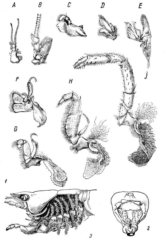 Брюшные конечности рака. Максиллы у ракообразных. Строение максиллы. Мандибулы у ракообразных. Строение ротового аппарата ракообразных.