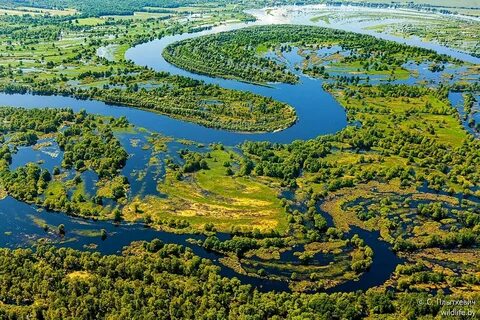 Полесская низменность