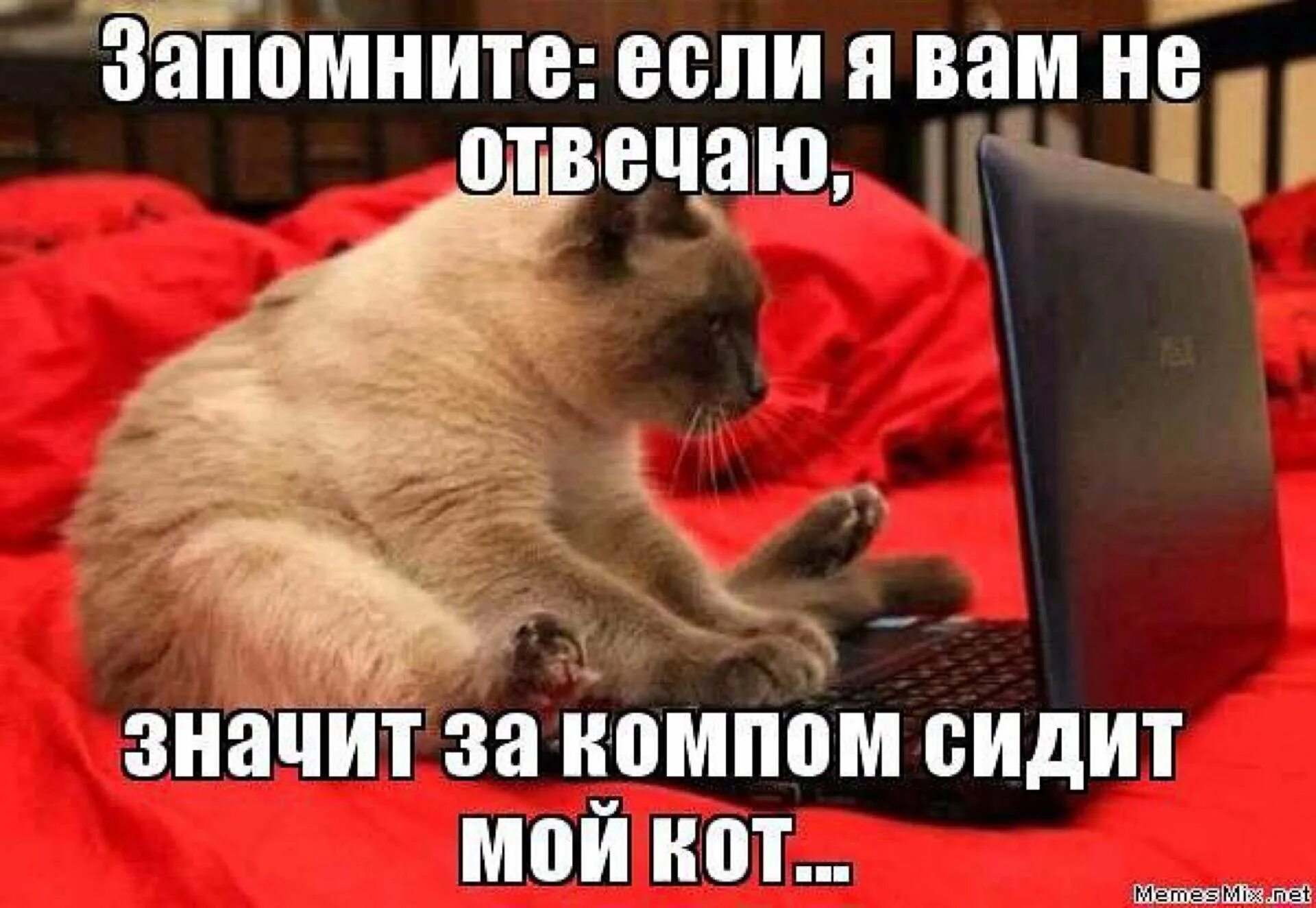 Ответил людям кот. Если я не отвечаю. если я вам не отвечаю значит. если я вам не отвечаю значит за компом мой кот. кот.
