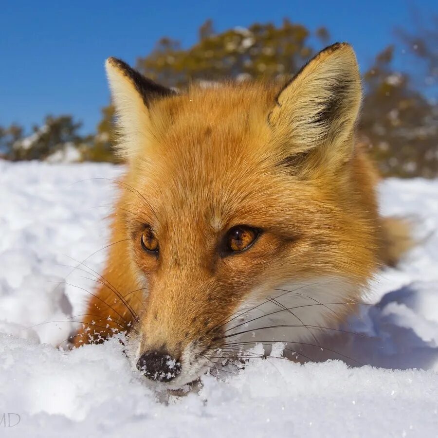 Foxes youtube. Ледяная лиса. Ледяной Лисенок. Волк и лиса обои на рабочий стол.