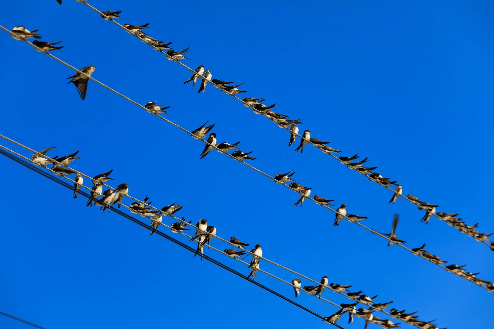 Птицы на проводах. Птицы на электропроводах. Птицы сидят на проводах. Ласточки на проводах.