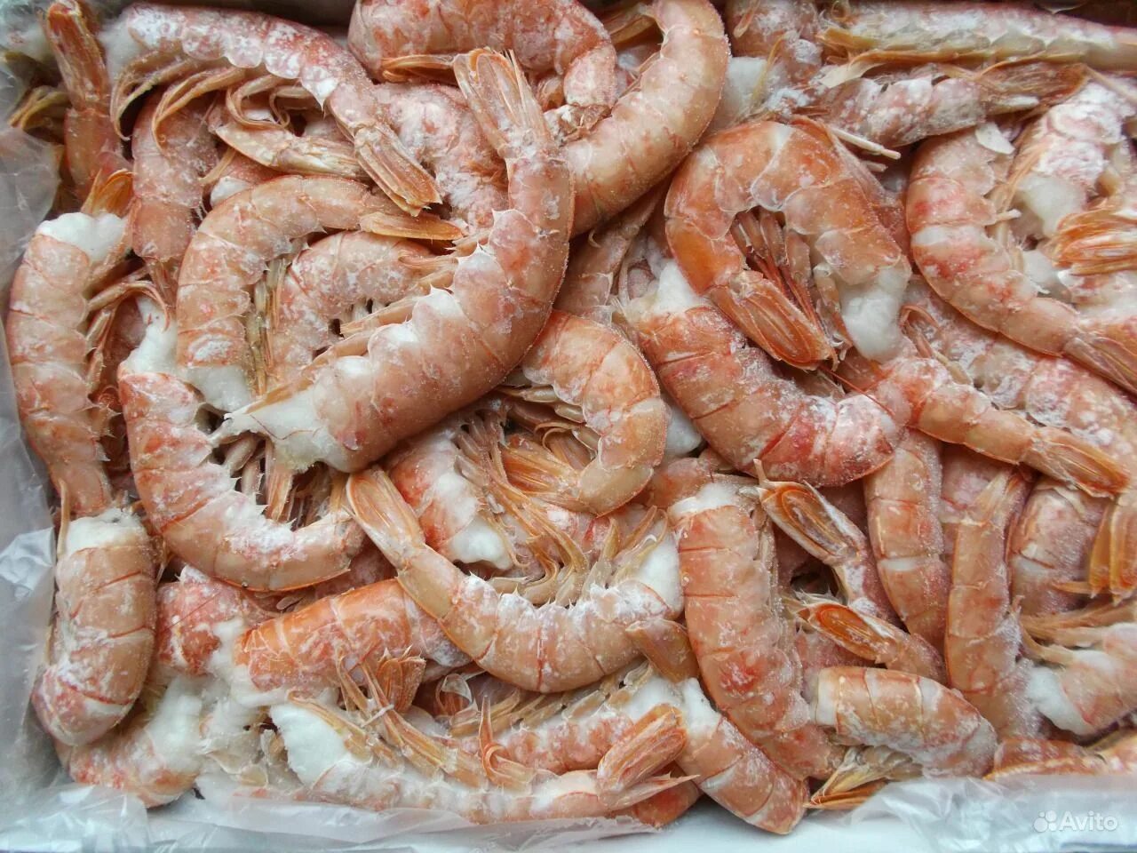 угольные креветки в питере. креветочная спб. креветочная спб. крупные креветки лангустины. креветки баренцева моря.