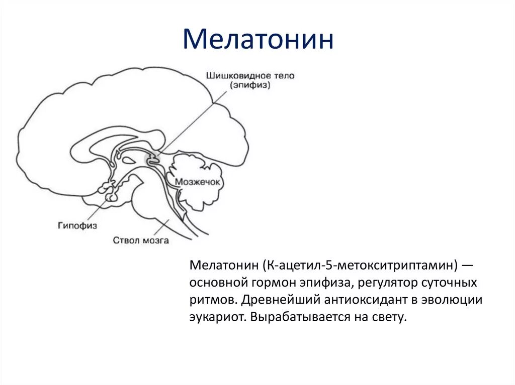 Шишковидная железа. Гипофиз мелатонин. Эпифиз гипоталамус мелатонин. Эпифиз мелатонин функция. Мелатонин гормон эпифиза.