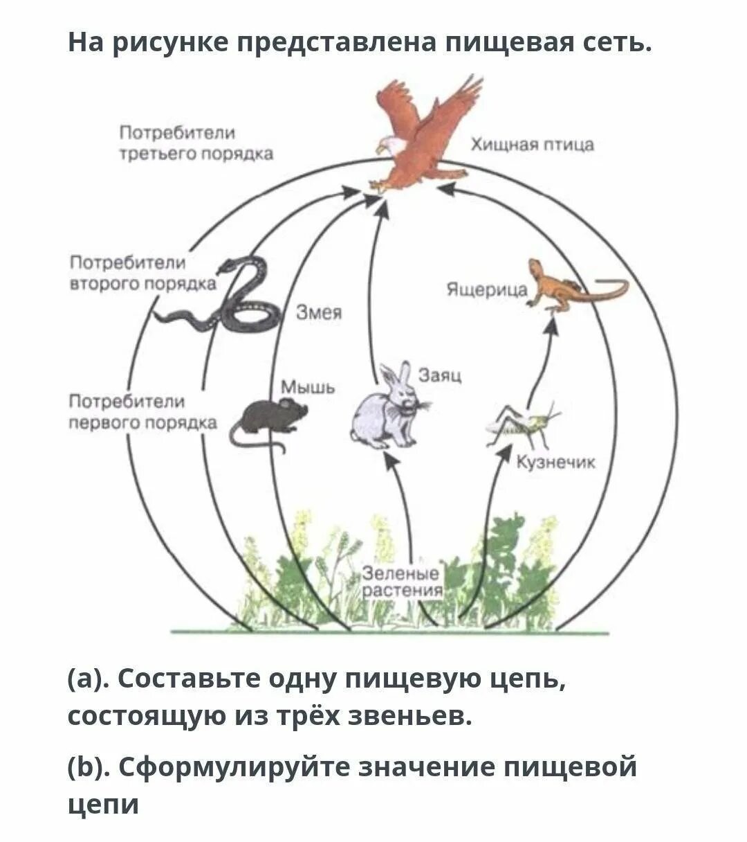 Схема питания лугового сообщества. Пищевая сеть и направление потоков вещества. цепь питания бгц. пищевые связи в экосистеме цепочка. пищевые цепи естественной экосистемы.