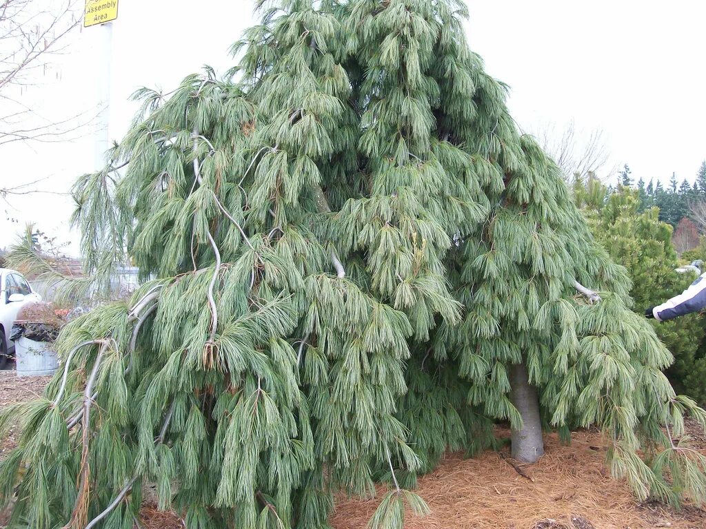 Сосна Веймутова Пендула. Сосна Веймутова pendula. Сосна Веймутова "Пендула"/ Pinus strobus "pendula". Ель Веймутова Пендула. Купить взрослое дерево