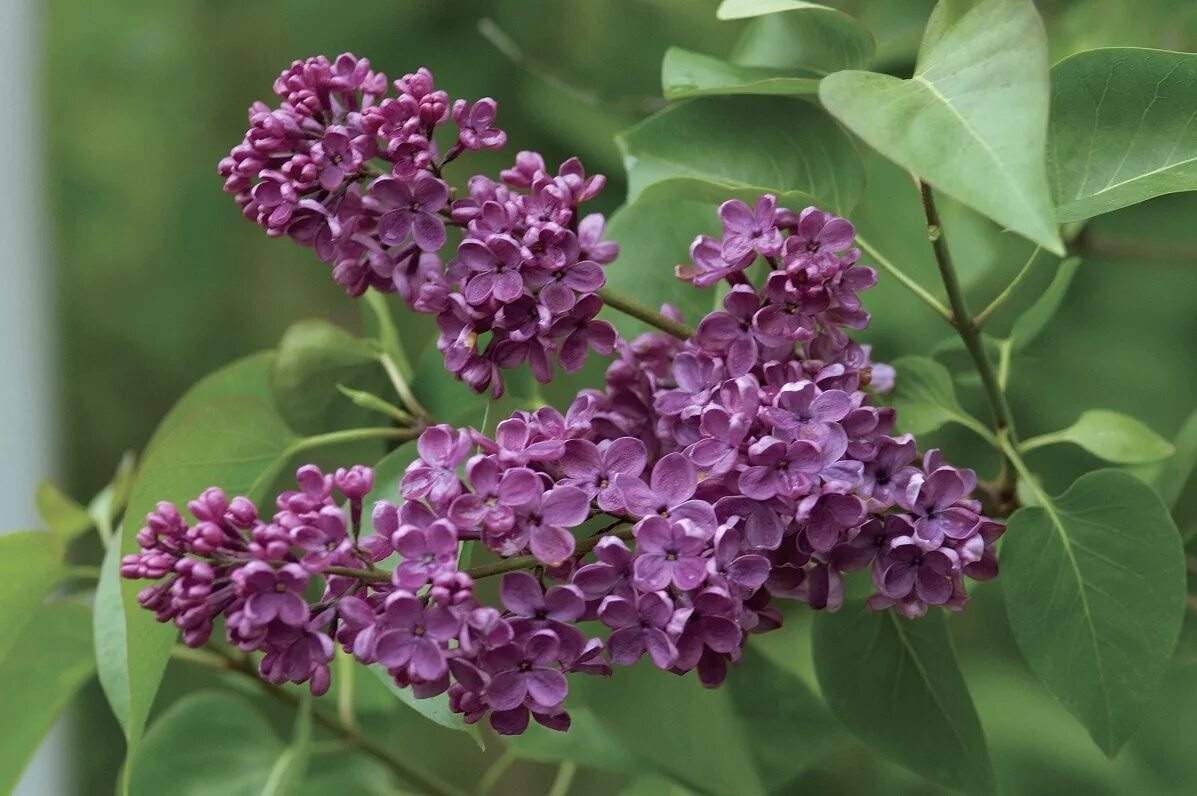 Известно что сирень обыкновенная. Сирень Syringa vulgaris.