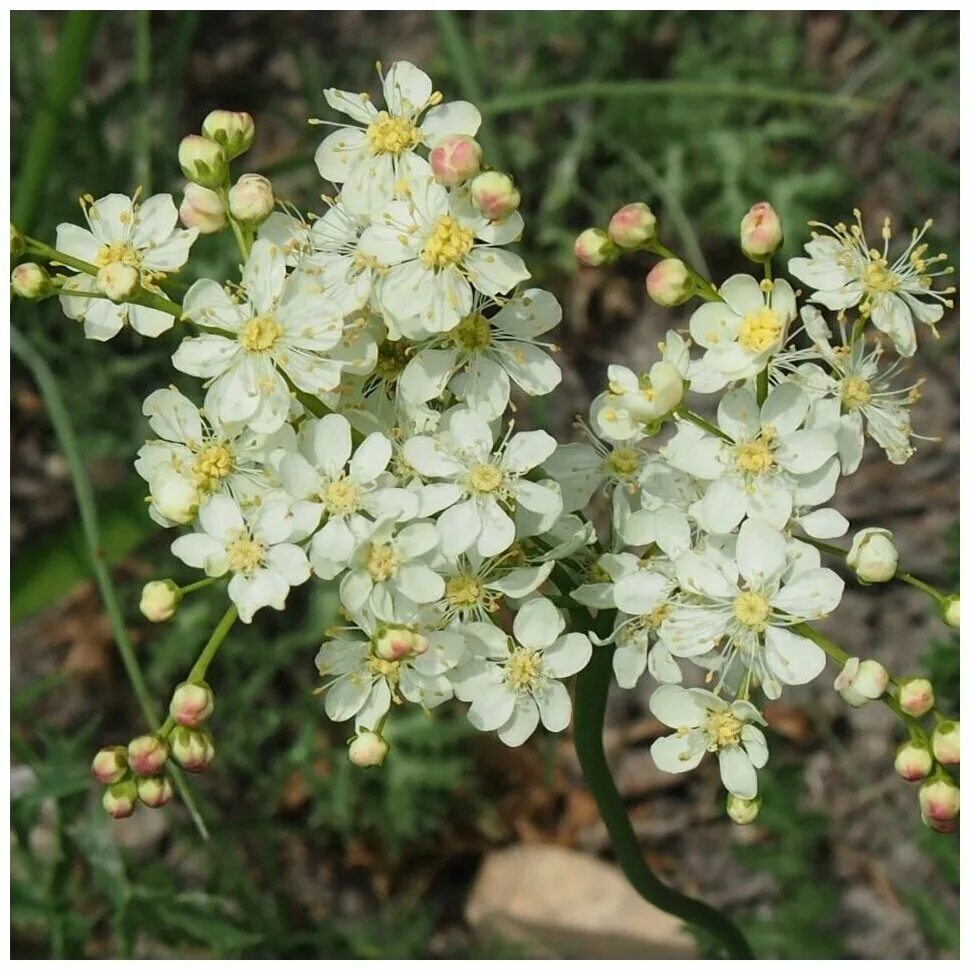 Лабазник шестилепестный. Лабазник Filipendula vulgaris. Лабазник шестилепестный (Filipendula hexapetala). Таволга обыкновенная (Filipendula vulgaris Moench.). Лабазник обыкновенный