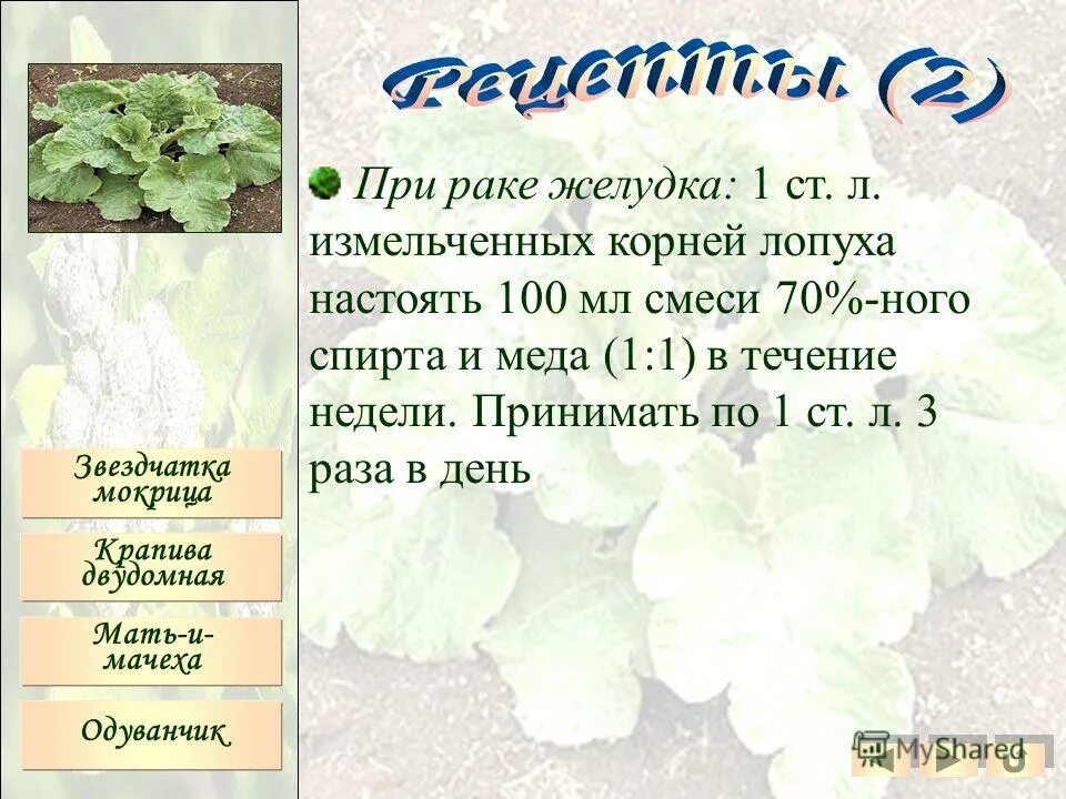 Лопух при онкозаболевании. Настой корня лопуха при онкологии. Состав твердого шампуня. Корень репейника при онкозаболеваниях. Экстракт корня лопуха биолит инструкция.