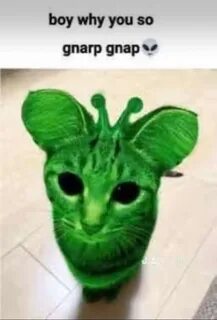 Green alien cat