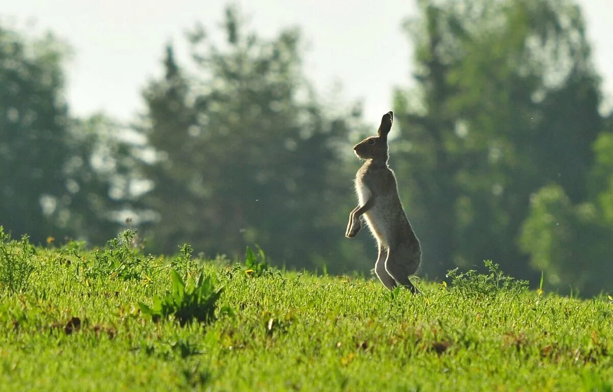 Заяц Русак бежит. Заяц в прыжке. Животные поля. Заяц в лесу.