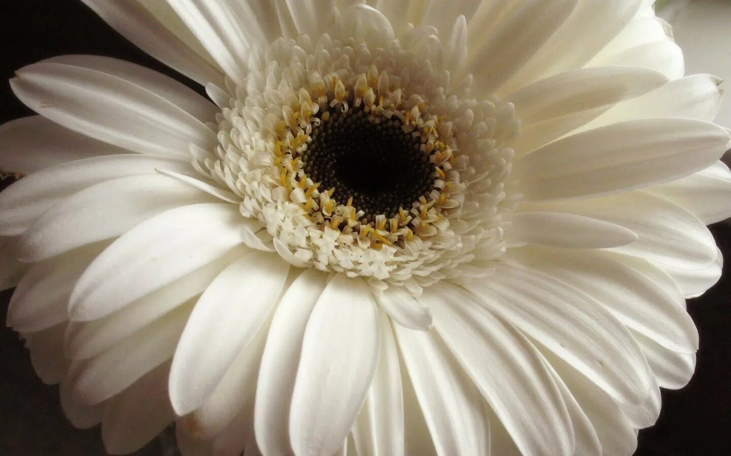 Белые герберы. Букет "герберы и ромашки". Гербера белая махровая. Гербера белая ромашка. Белые герберы.