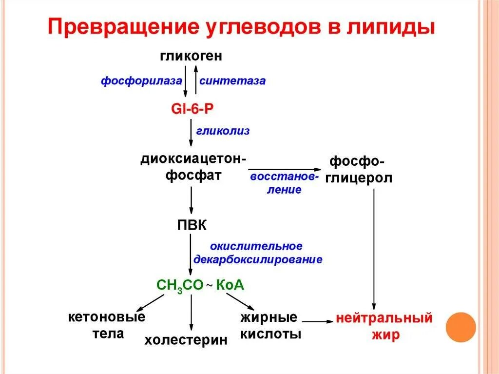 Какие превращения могут происходить в организме