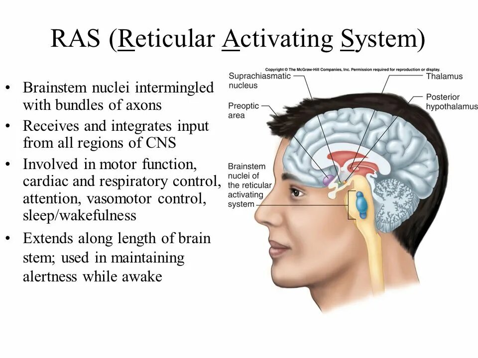 Activate system. Reticular activating System. Ras the reticular activating System. Brainstem перевод. Reticular formation structure.