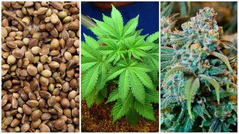Find grow