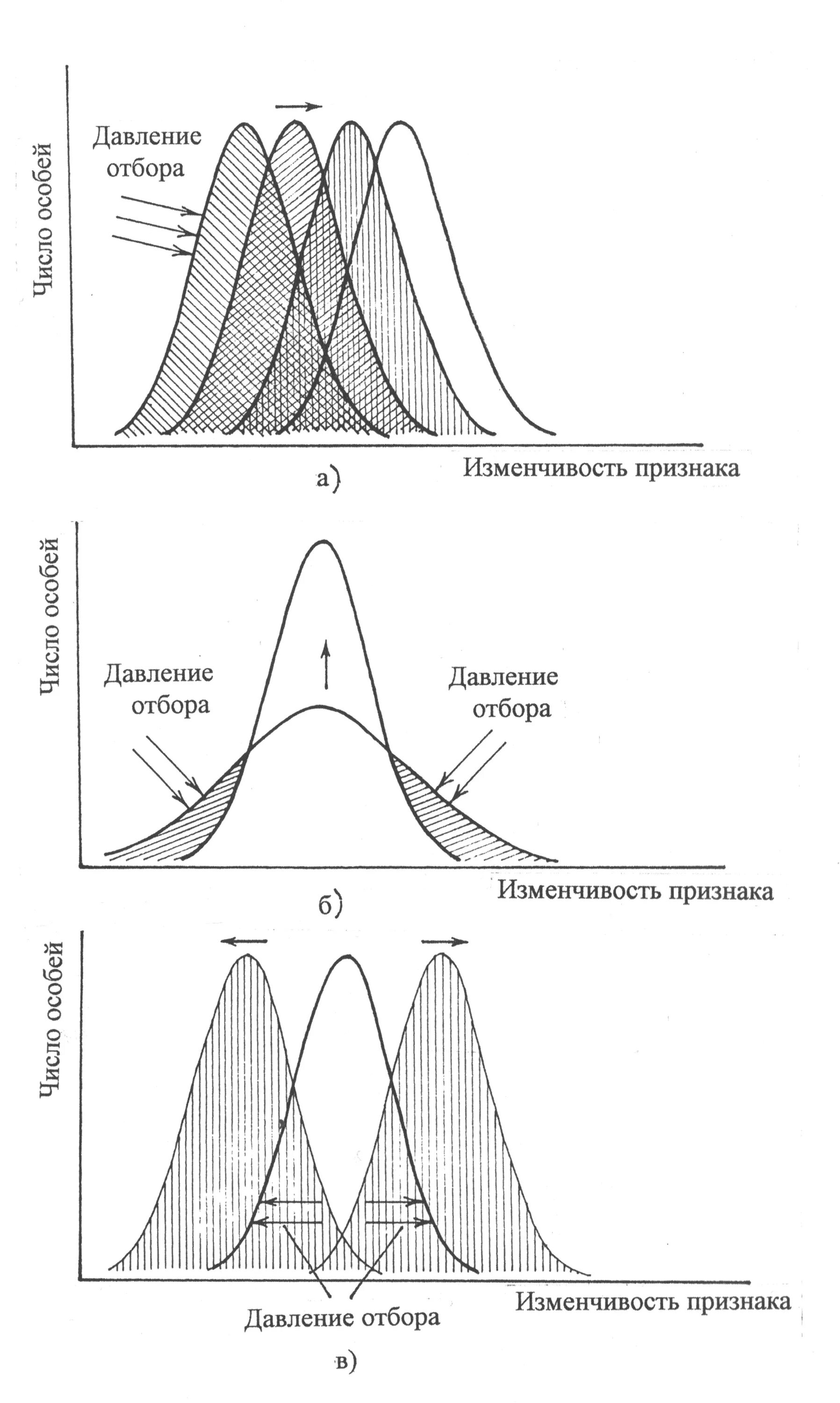 Основные признаки отбора. Диаграммы разных форм естественного отбора. График движущего естественного отбора. Формы отбора движущий стабилизирующий дизруптивный. Движущая форма естественного отбора график.