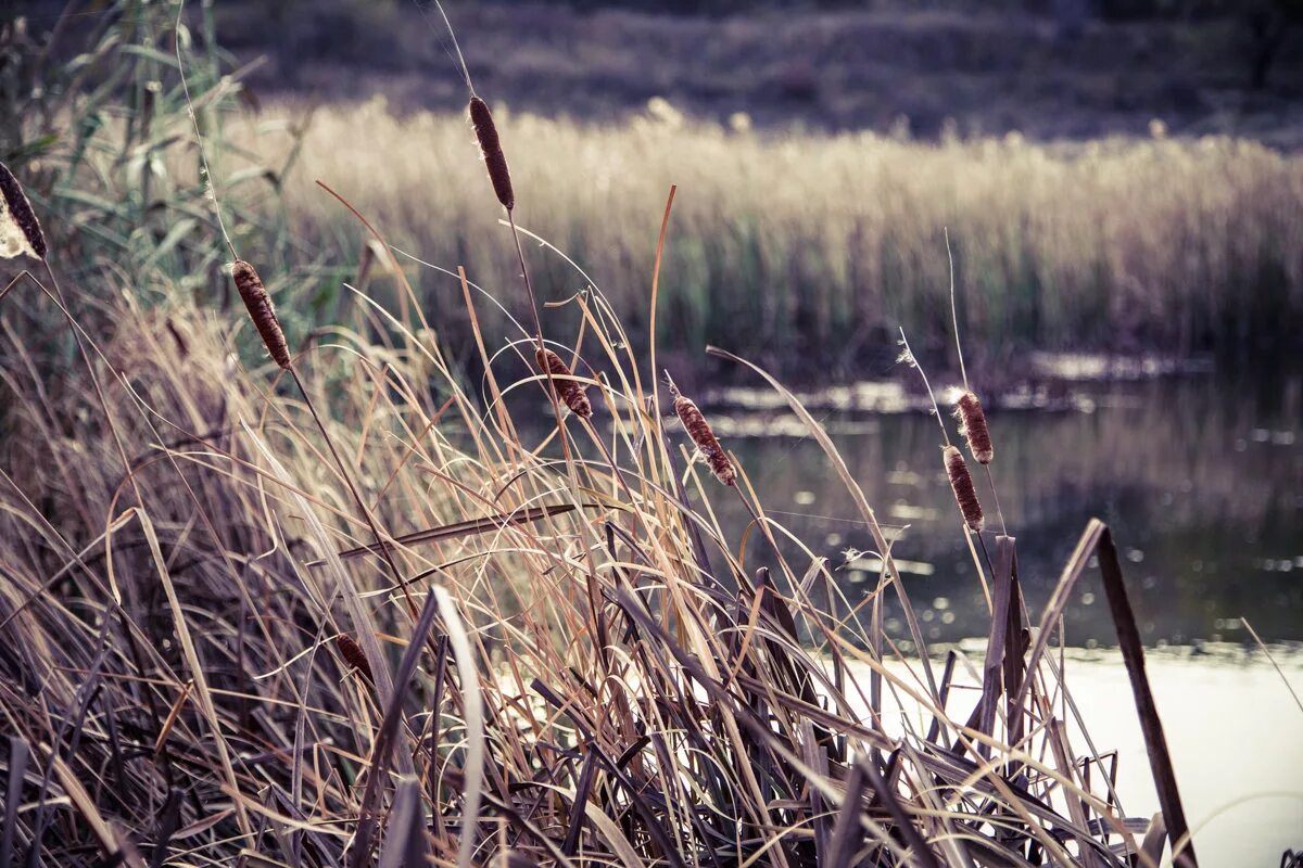 Камыш фото и рогоз. Южнорусский рогоз. Дремлет камыш. Тишь камыш. Камыш для детей.