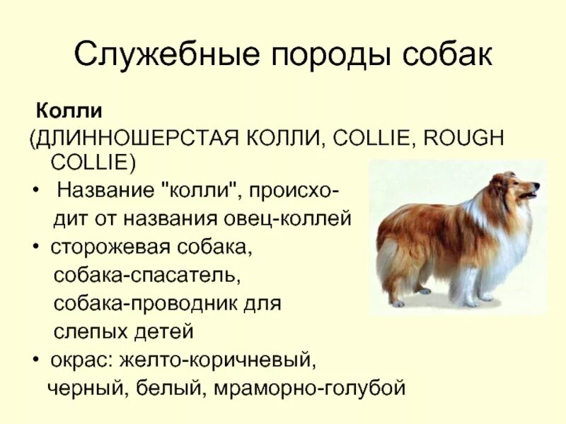 Рассказ для 1 класса о породе собаки колли. Доклад про породу собак колли. Колли Шотландская характер. Рассказ про собаку колли 2 класс. Рассказы про породы