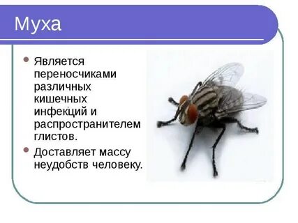 Мухи переносчики
