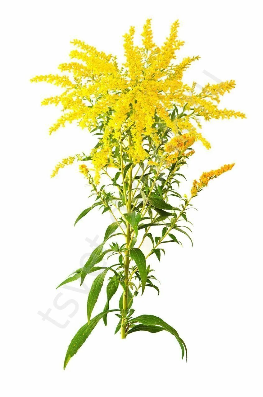 Порфира золотарник. Солидаго, золотарник (solidago). Solidago nemoralis. Солидаго голдкайнд. Золотарник канадский.