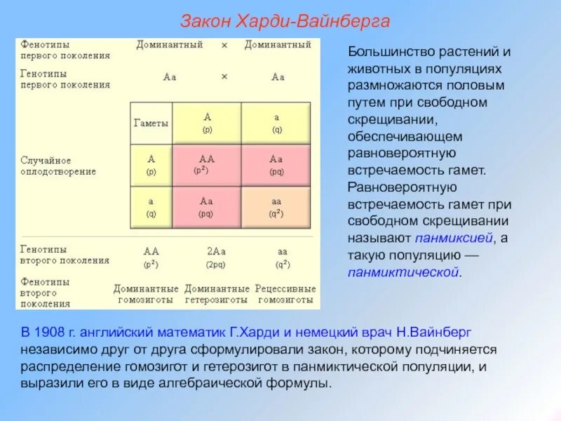 Гомозигота и гетерозигота это. Генотип гомозигота и гетерозигота. Гомозигота и гетерозигота таблица. Разница между гомозиготой и гетерозиготой.