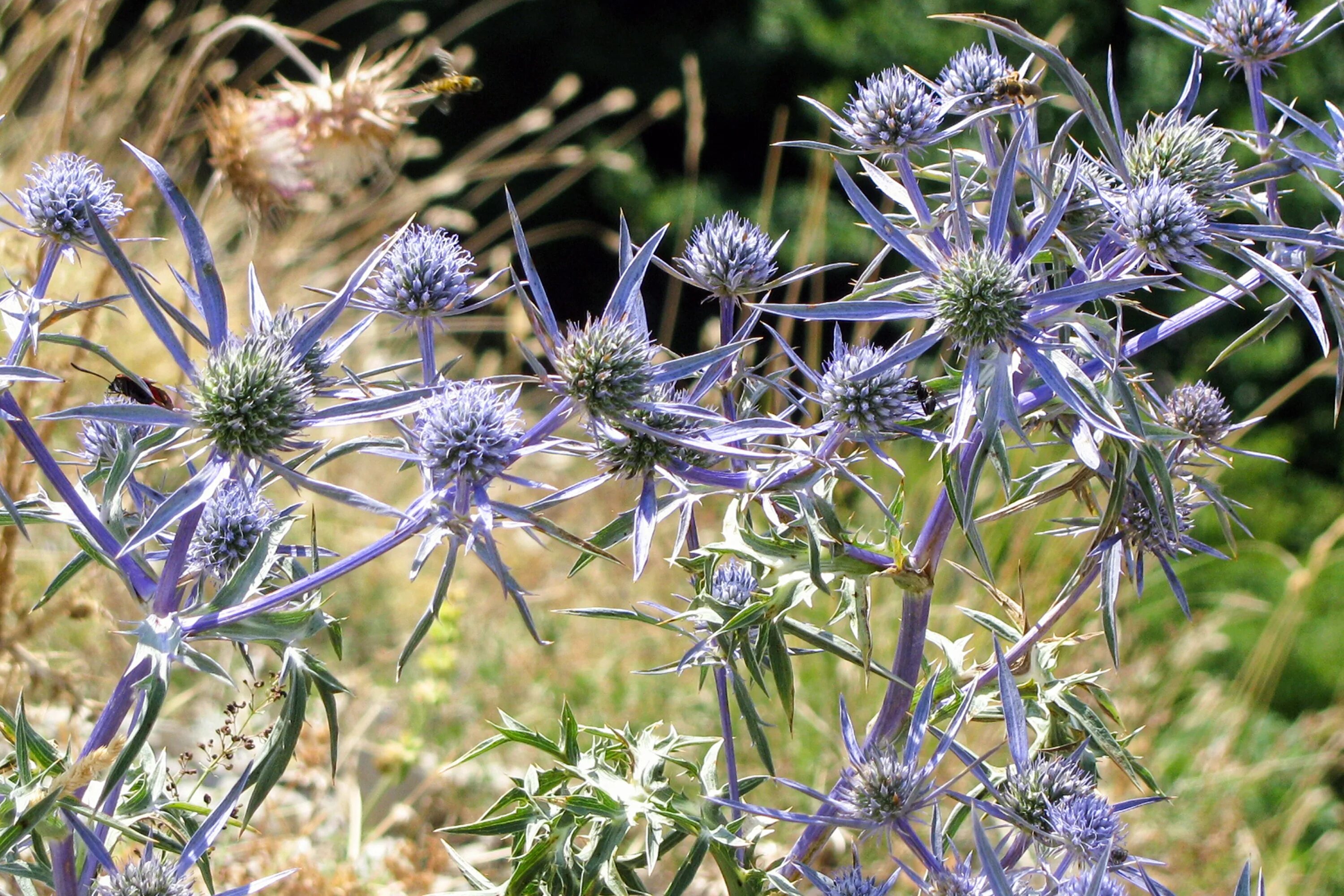 Синеголовник Альпийский. Синеголовник (Eryngium). Синеголовник Барракуда. Синеголовник агаволистный.